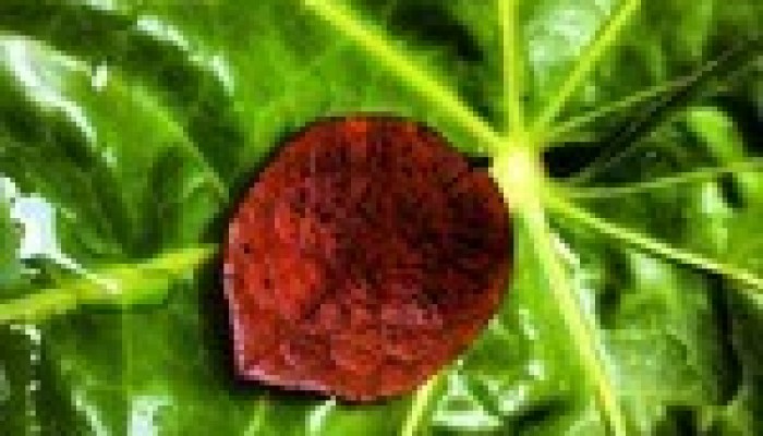 Fred Smith: The First Leaf of Fall